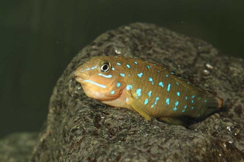 Tanganicodus sp. 'kavalla' Kibige Island